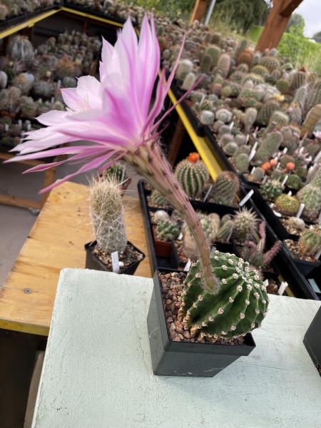 Echinopsis daydream lila